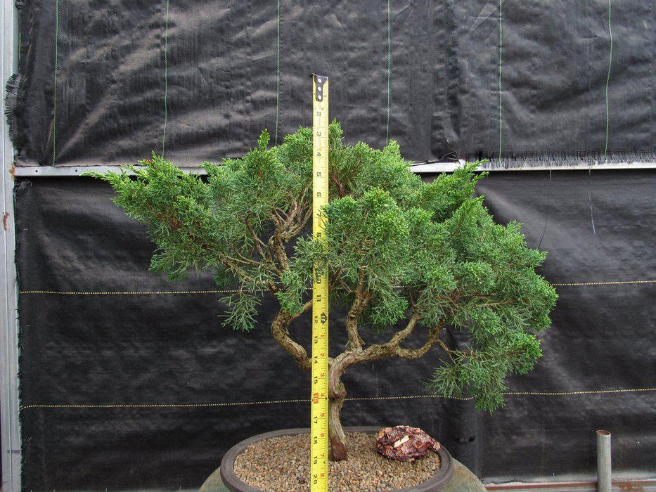 42 Year Old Shimpaku Chinese Juniper Specimen Bonsai Tree Height