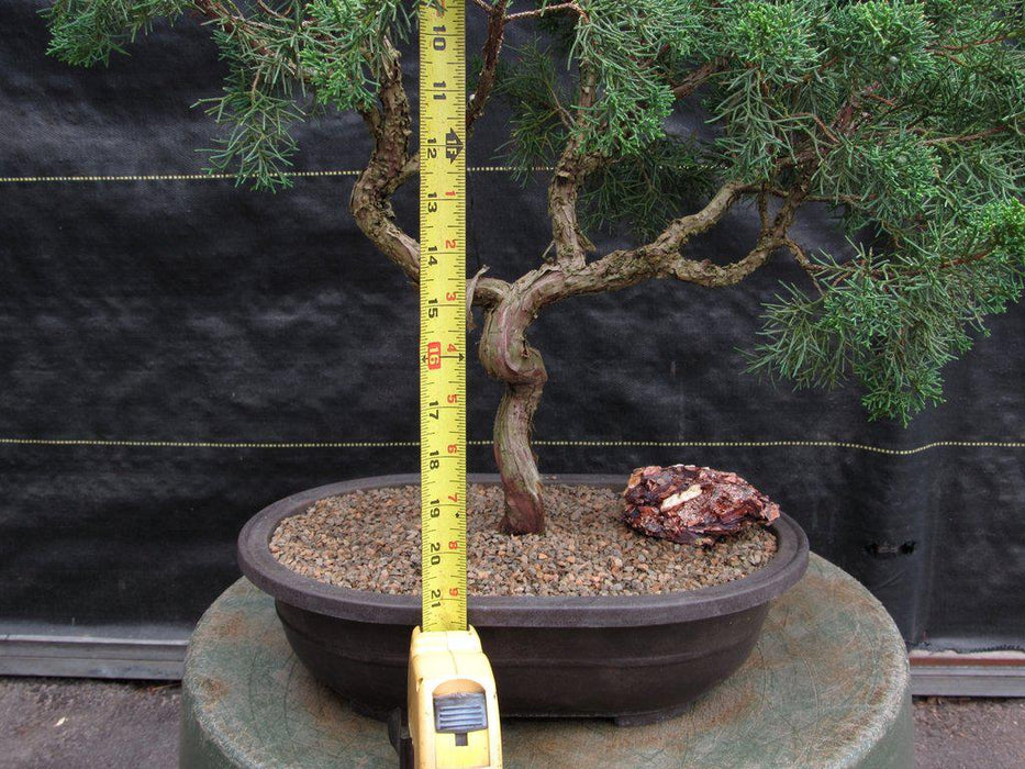 42 Year Old Shimpaku Chinese Juniper Specimen Bonsai Tree Literati Size