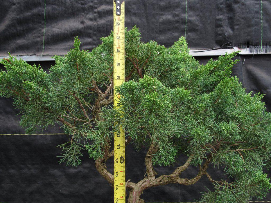 42 Year Old Shimpaku Chinese Juniper Specimen Bonsai Tree Canopy Size
