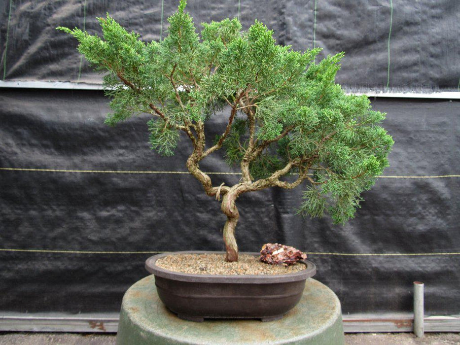 42 Year Old Shimpaku Chinese Juniper Specimen Bonsai Tree Profile