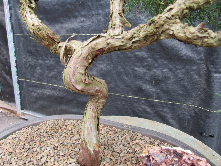 42 Year Old Shimpaku Chinese Juniper Specimen Bonsai Tree Bark