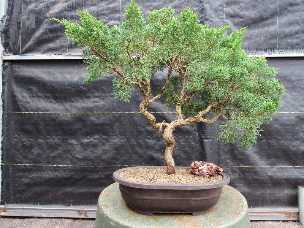 42 Year Old Shimpaku Chinese Juniper Specimen Bonsai Tree