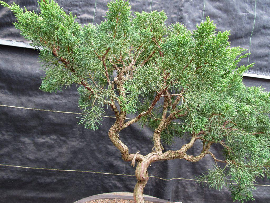 42 Year Old Shimpaku Chinese Juniper Specimen Bonsai Tree Literati