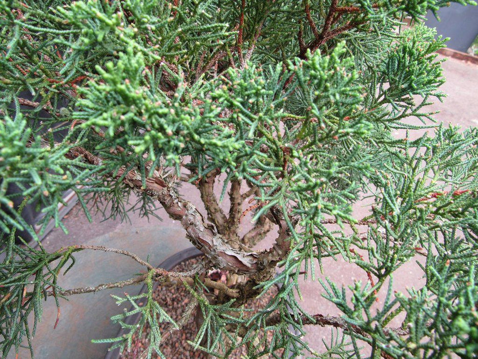 42 Year Old Shimpaku Chinese Juniper Specimen Bonsai Tree Canopy