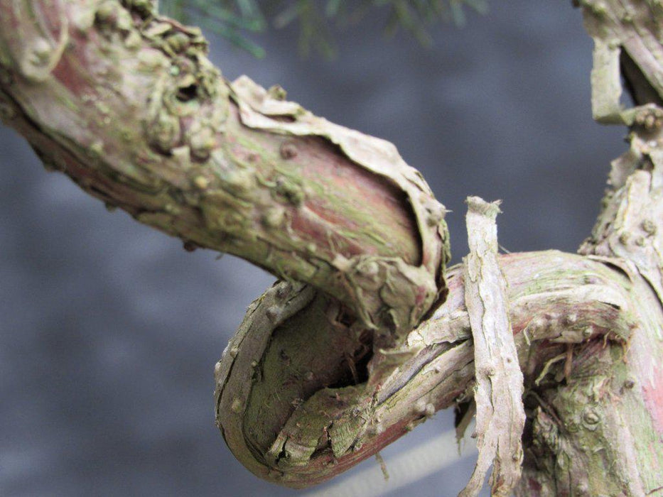 42 Year Old Shimpaku Chinese Juniper Specimen Bonsai Tree Peeling Bark