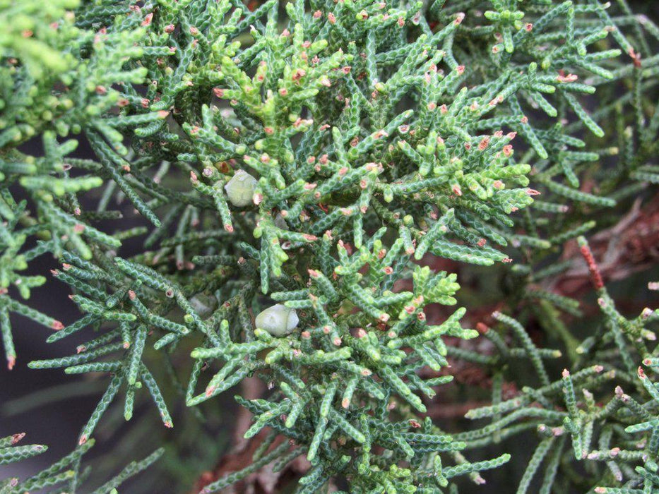 42 Year Old Shimpaku Chinese Juniper Specimen Bonsai Tree Berries