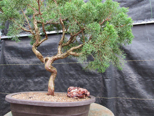 juniper bonsai tree shapes 42 Year Old Shimpaku Chinese Juniper Specimen Bonsai Tree Literati Sty