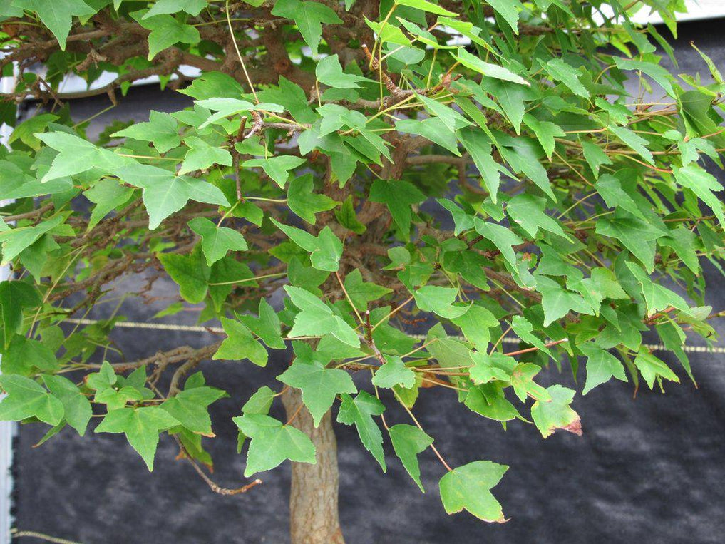 42 Year Old Trident Maple Exposed Root Specimen Bonsai Tree