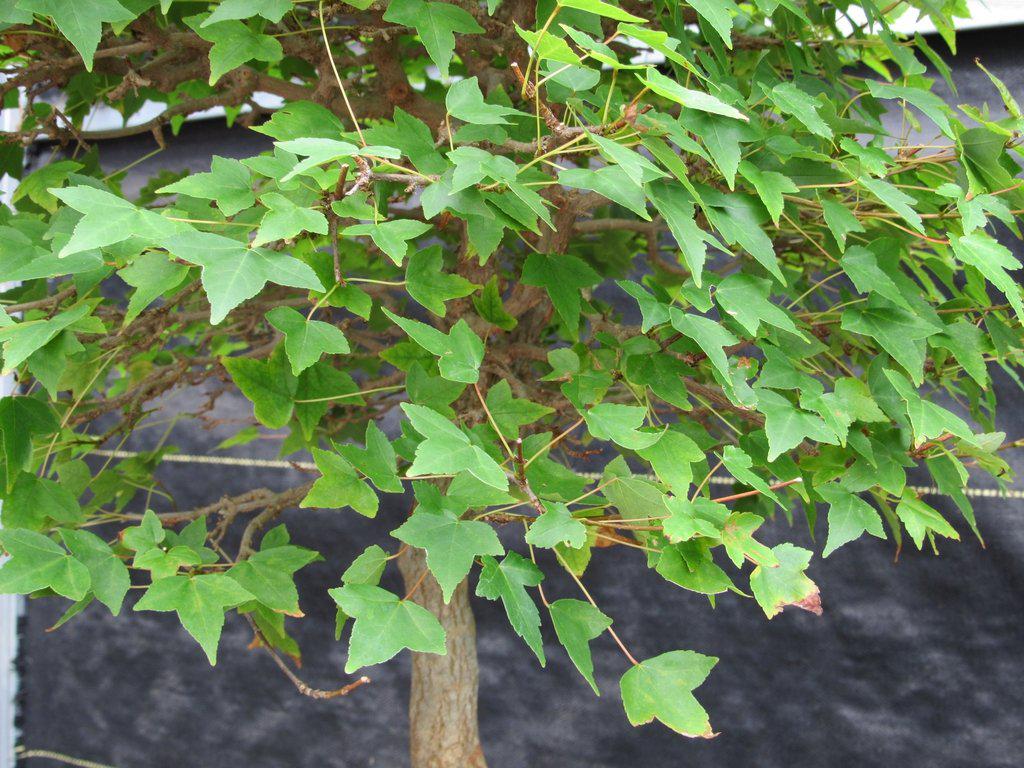 42 Year Old Trident Maple Exposed Root Specimen Bonsai Tree Canopy Side