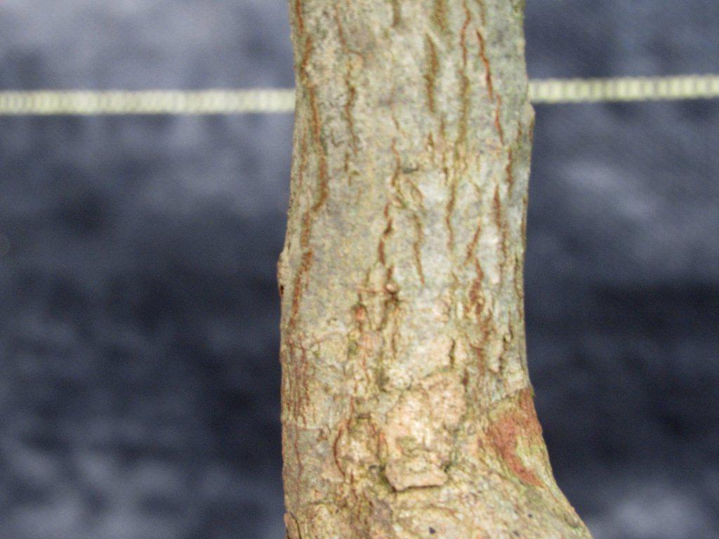 42 Year Old Trident Maple Exposed Root Specimen Bonsai Tree Trunk