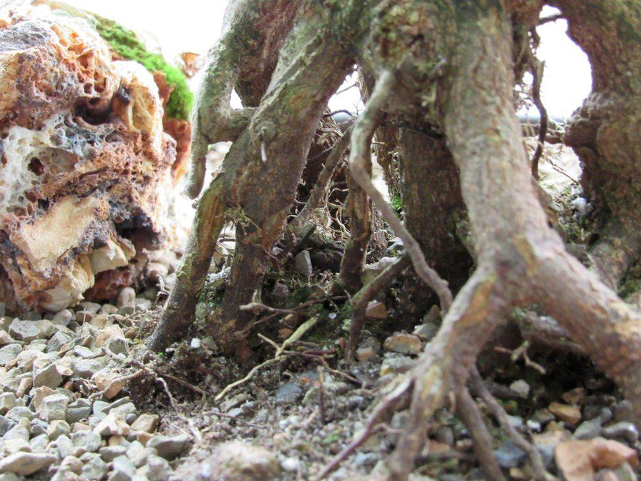 42 Year Old Trident Maple Exposed Root Specimen Bonsai Tree Roots Closeup Back