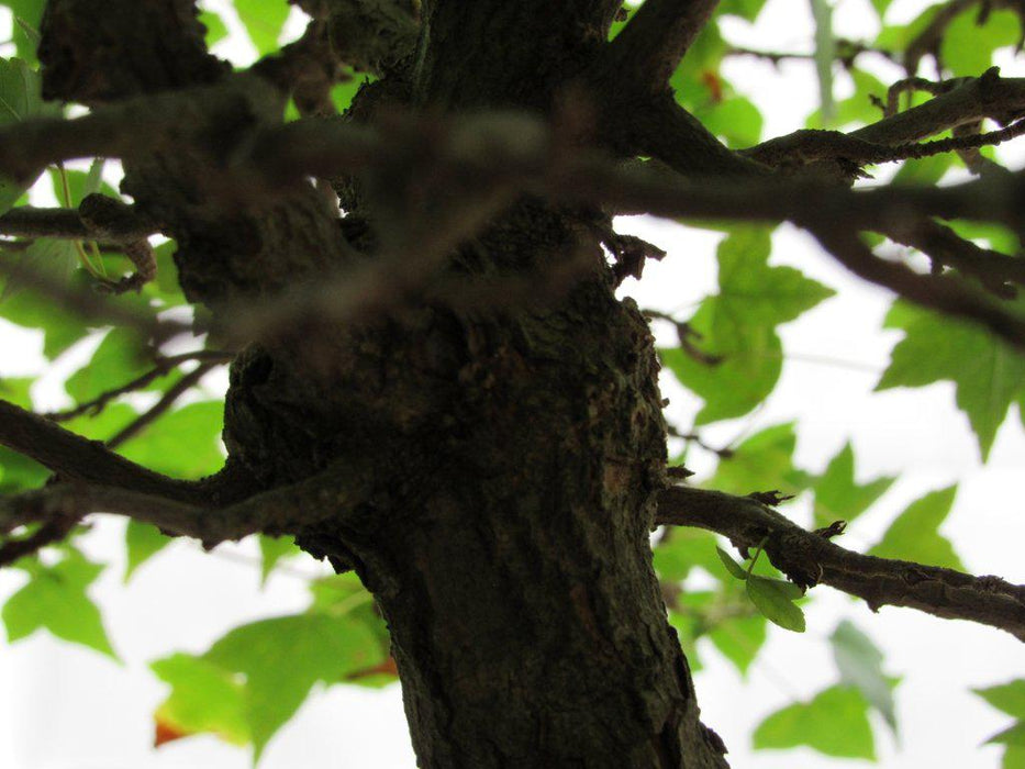 42 Year Old Trident Maple Exposed Root Specimen Bonsai Tree Art Shot
