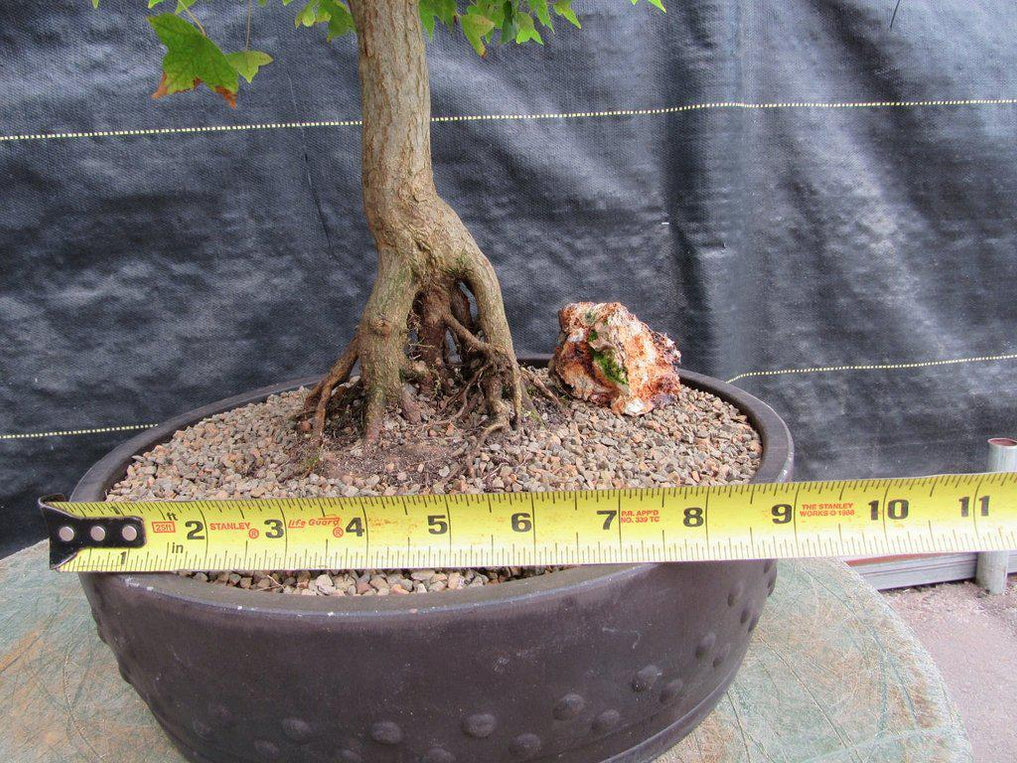 42 Year Old Trident Maple Exposed Root Specimen Bonsai Tree