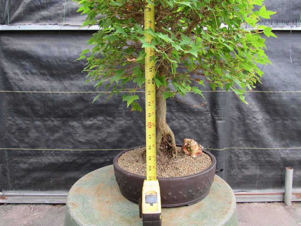 42 Year Old Trident Maple Exposed Root Specimen Bonsai Tree