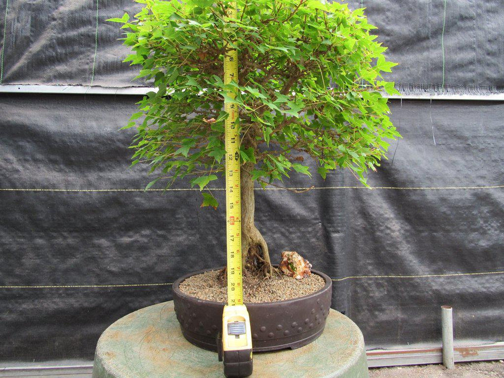 42 Year Old Trident Maple Exposed Root Specimen Bonsai Tree