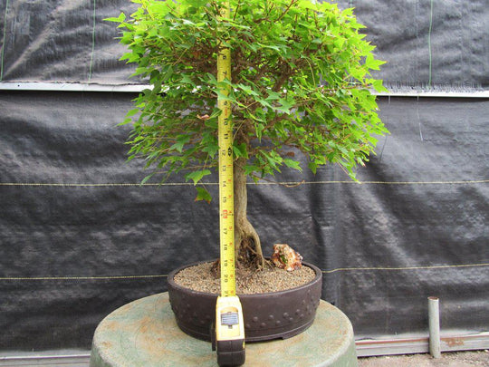 42 Year Old Trident Maple Exposed Root Specimen Bonsai Tree