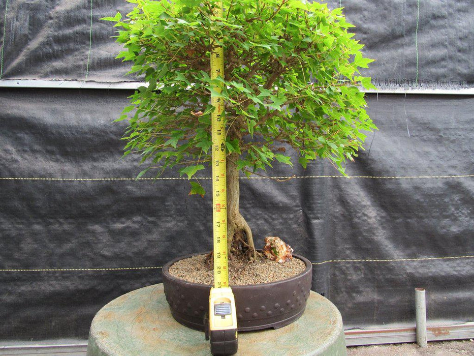 42 Year Old Trident Maple Exposed Root Specimen Bonsai Tree Height