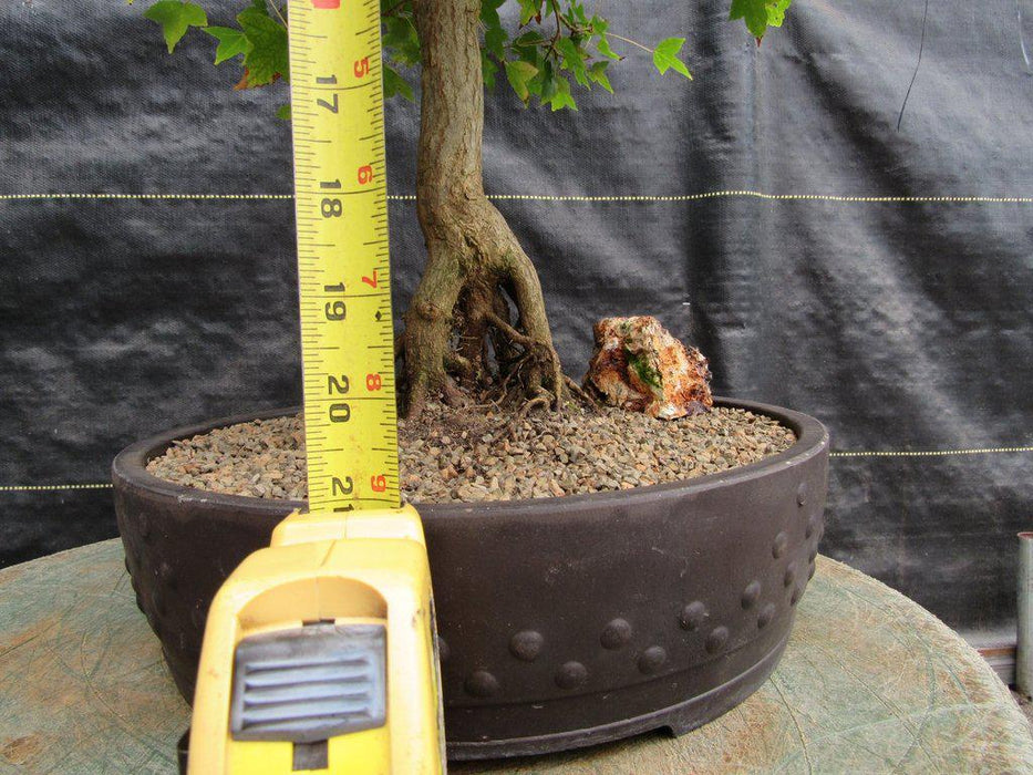 42 Year Old Trident Maple Exposed Root Specimen Bonsai Tree Close Height