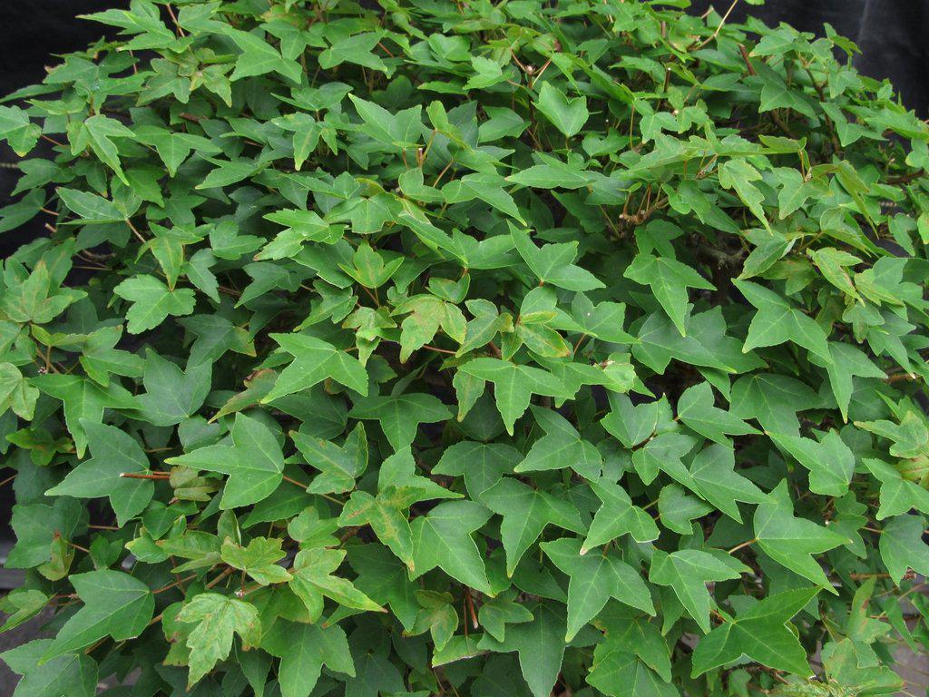 42 Year Old Trident Maple Exposed Root Specimen Bonsai Tree Canopy