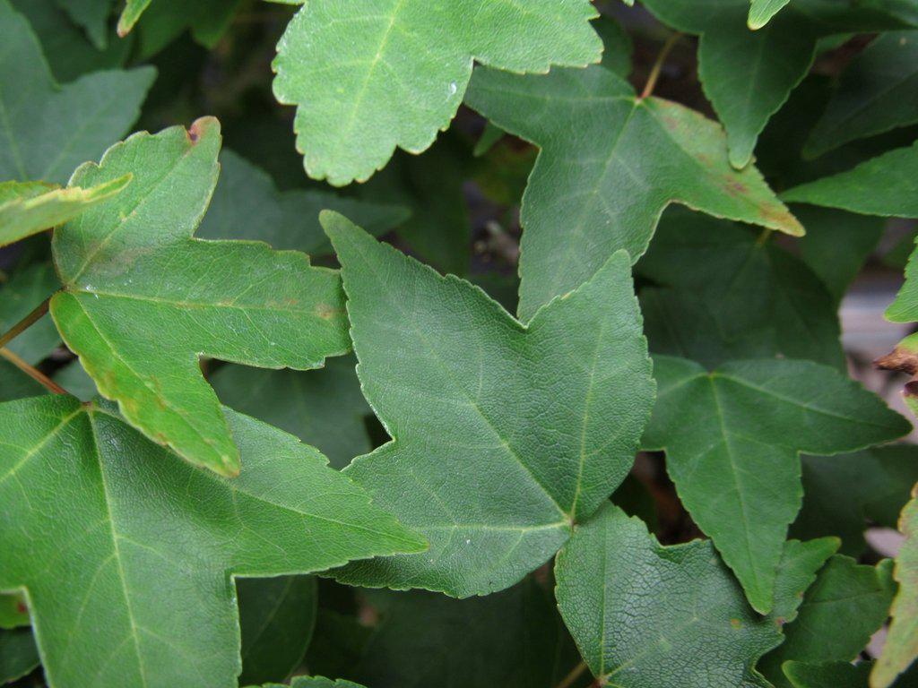 42 Year Old Trident Maple Exposed Root Specimen Bonsai Tree Leaves
