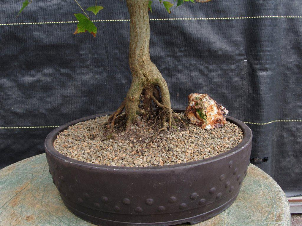 42 Year Old Trident Maple Exposed Root Specimen Bonsai Tree