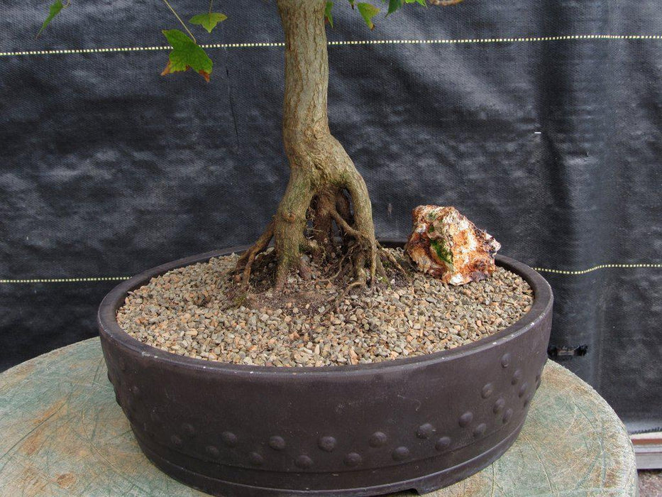 42 Year Old Trident Maple Exposed Root Specimen Bonsai Tree Roots