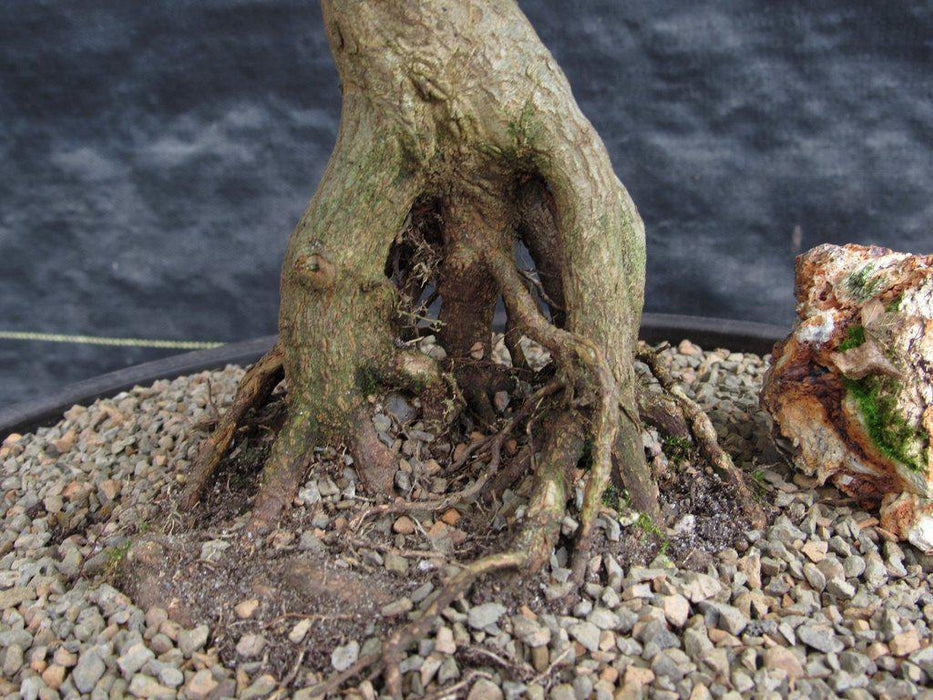 42 Year Old Trident Maple Exposed Root Specimen Bonsai Tree Roots Side