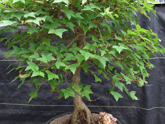 42 Year Old Trident Maple Exposed Root Specimen Bonsai Tree