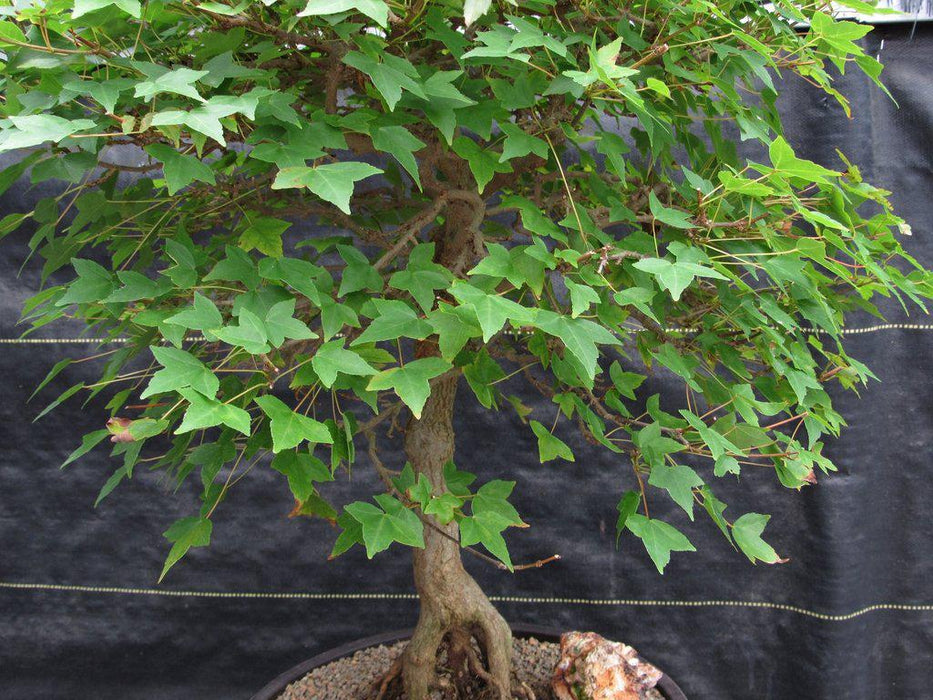 42 Year Old Trident Maple Exposed Root Specimen Bonsai Tree Foliage