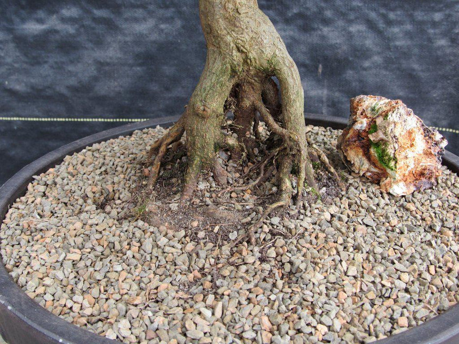 42 Year Old Trident Maple Exposed Root Specimen Bonsai Tree Roots Alt