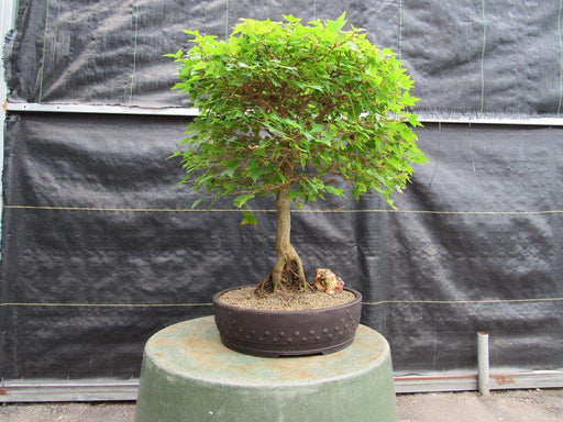 42 Year Old Trident Maple Exposed Root Specimen Bonsai Tree