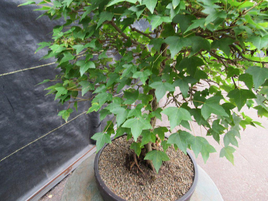 42 Year Old Trident Maple Exposed Root Specimen Bonsai Tree Side Top