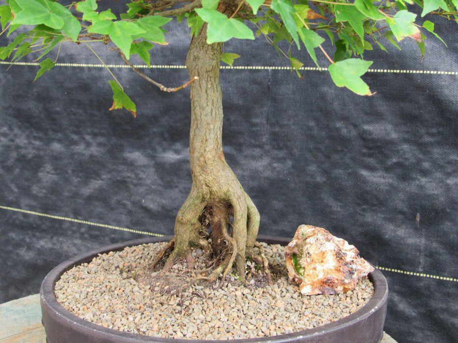 42 Year Old Trident Maple Exposed Root Specimen Bonsai Tree Roots Back