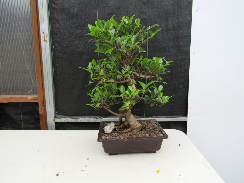 43 Year Ficus Retusa Specimen Informal Upright Bonsai Tree Back
