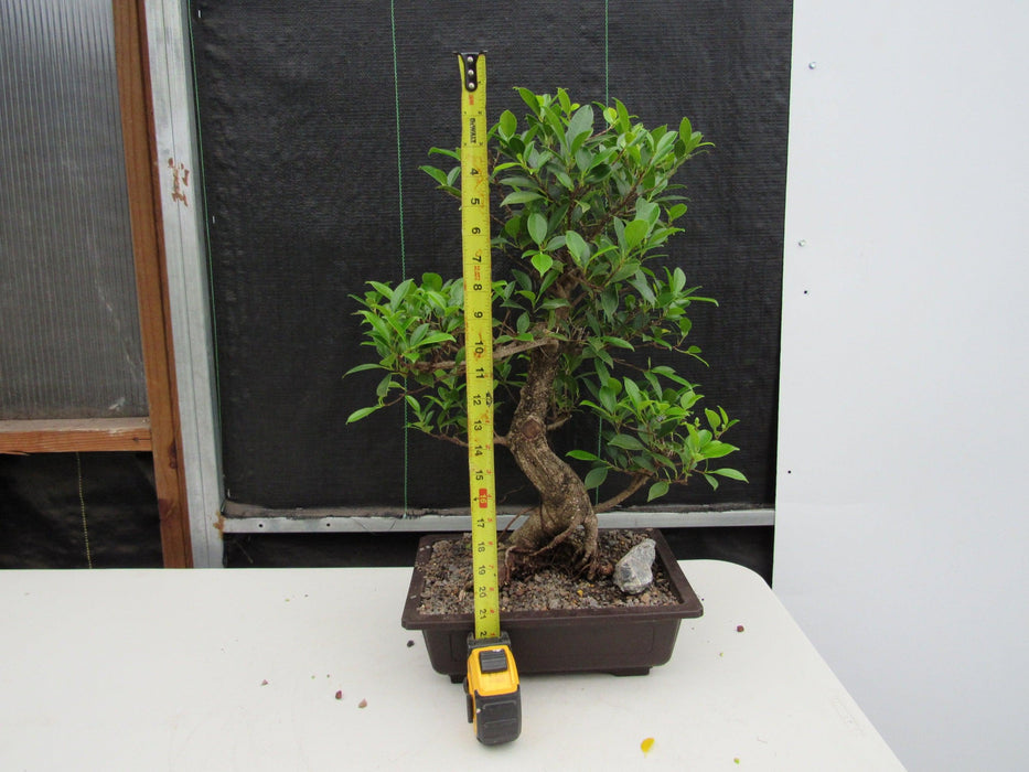43 Year Ficus Retusa Specimen Informal Upright Bonsai Tree Height