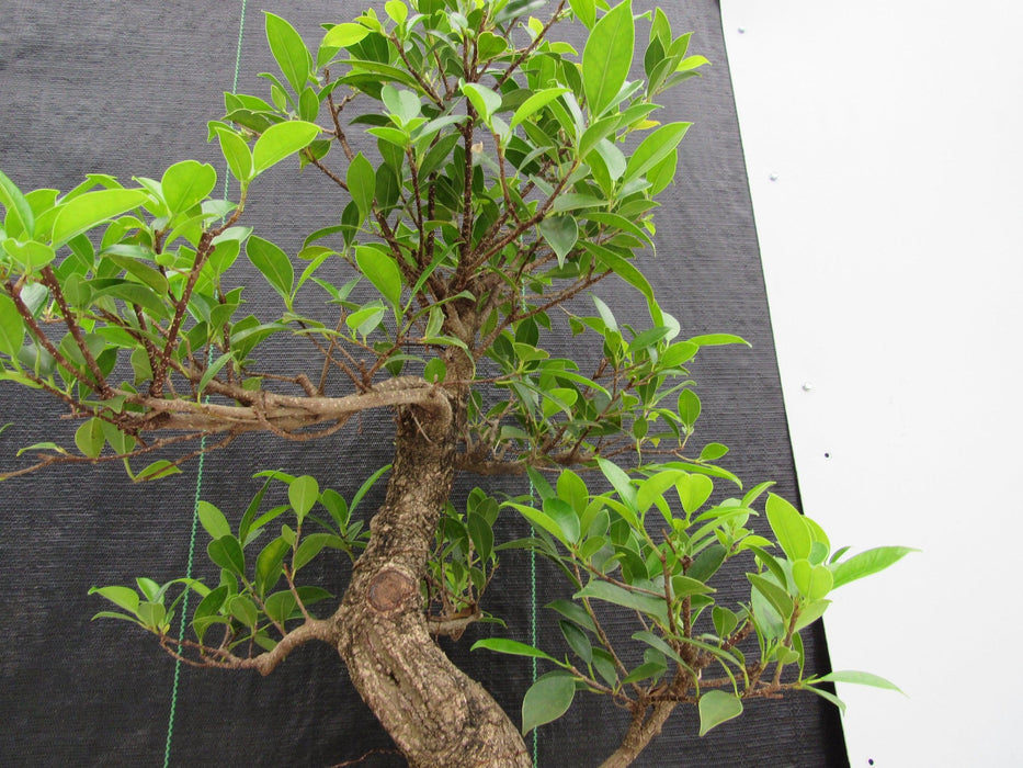 43 Year Ficus Retusa Specimen Informal Upright Bonsai Tree Upward