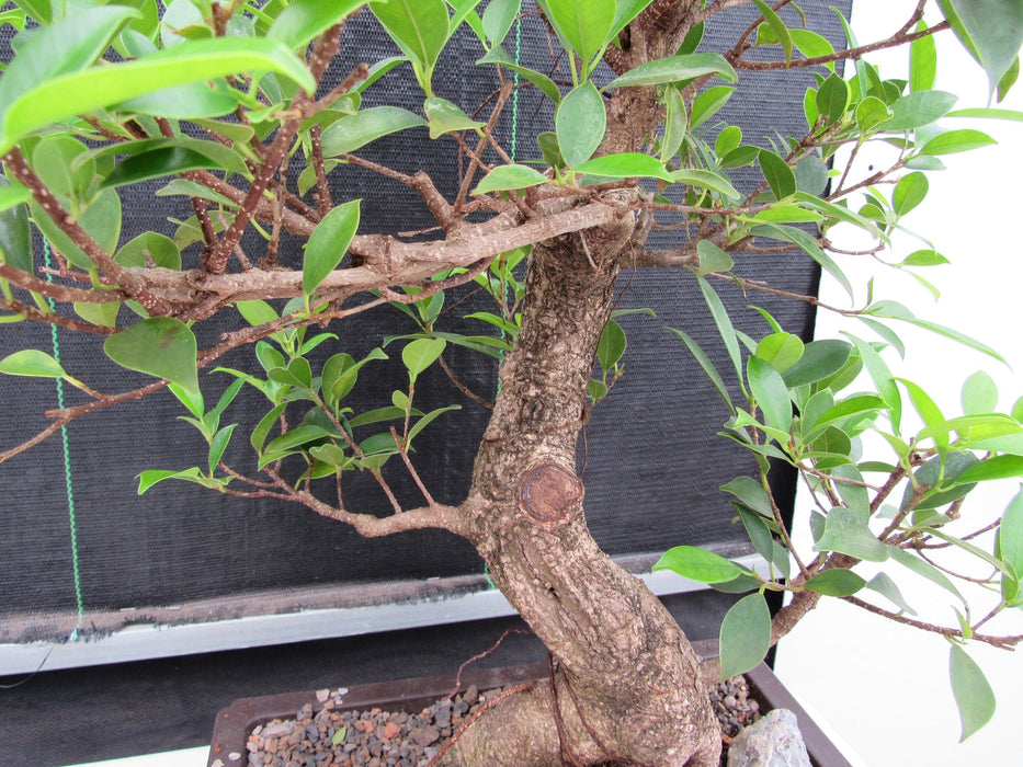 43 Year Ficus Retusa Specimen Informal Upright Bonsai Tree Bark