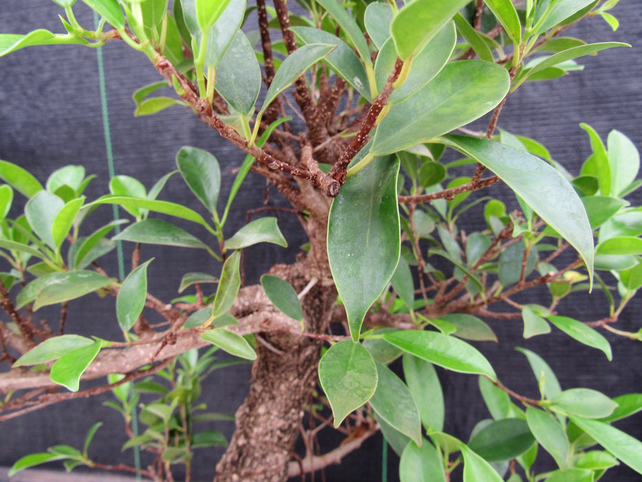 43 Year Ficus Retusa Specimen Informal Upright Bonsai Tree Foliage