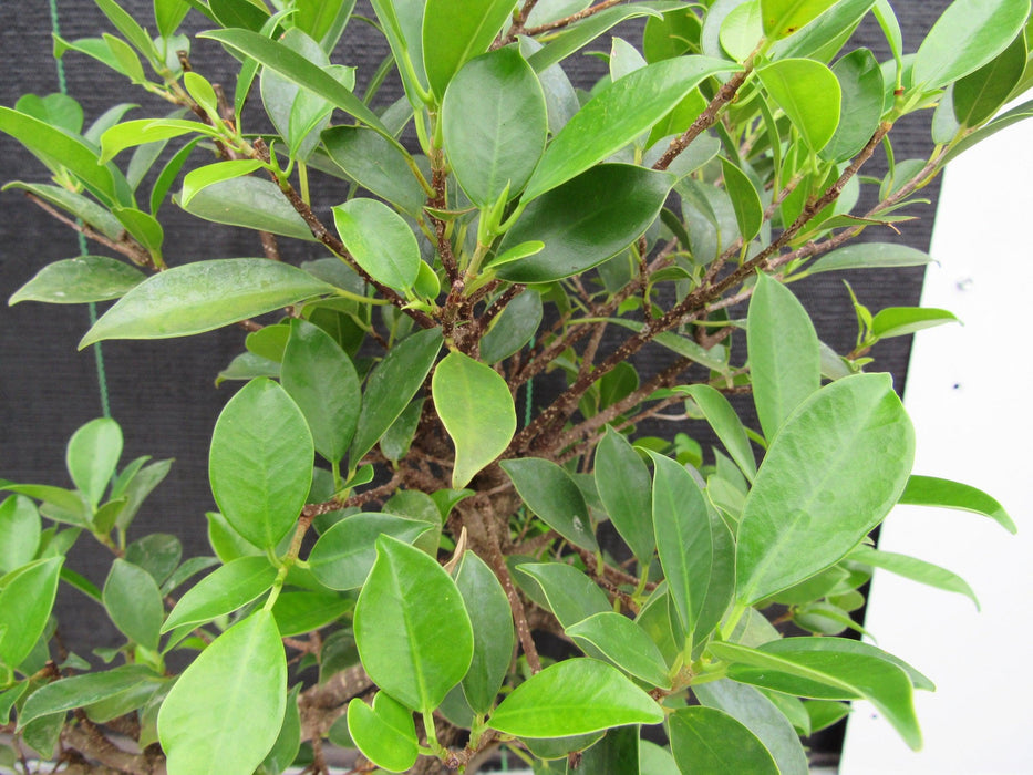 43 Year Ficus Retusa Specimen Informal Upright Bonsai Tree New Growth