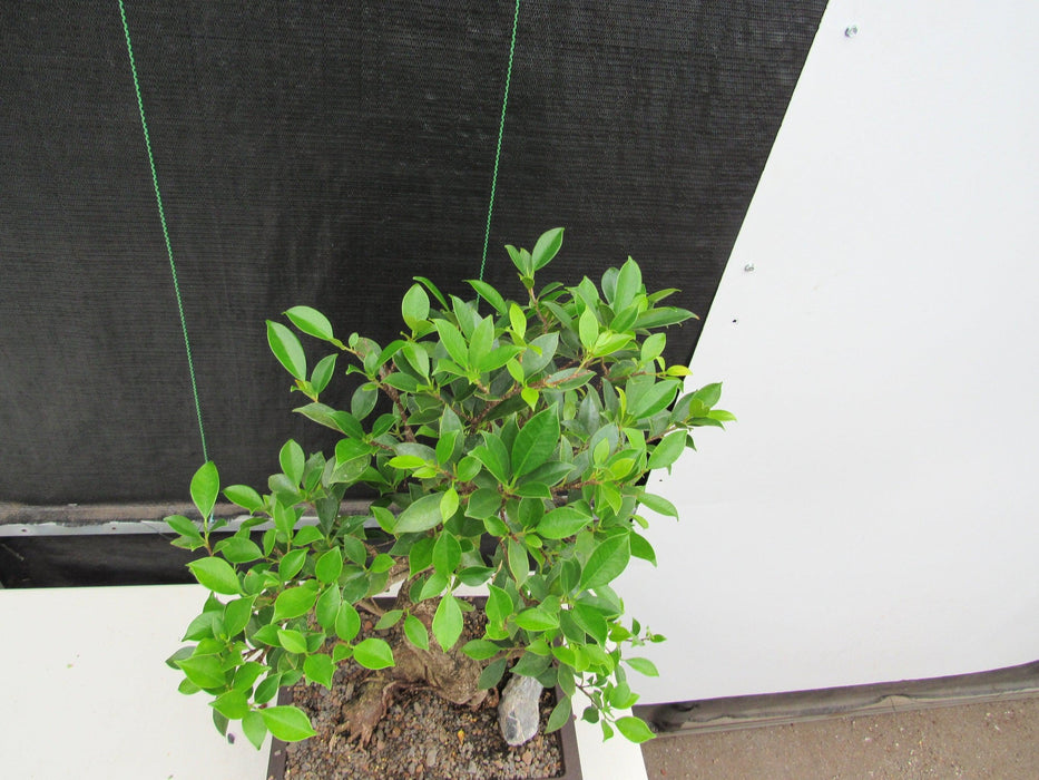 43 Year Ficus Retusa Specimen Informal Upright Bonsai Tree Canopy