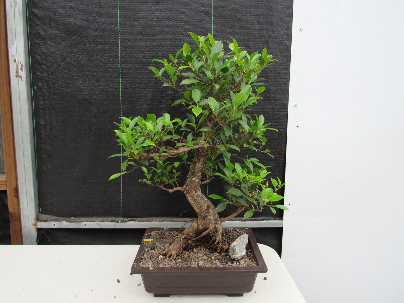 43 Year Ficus Retusa Specimen Informal Upright Bonsai Tree
