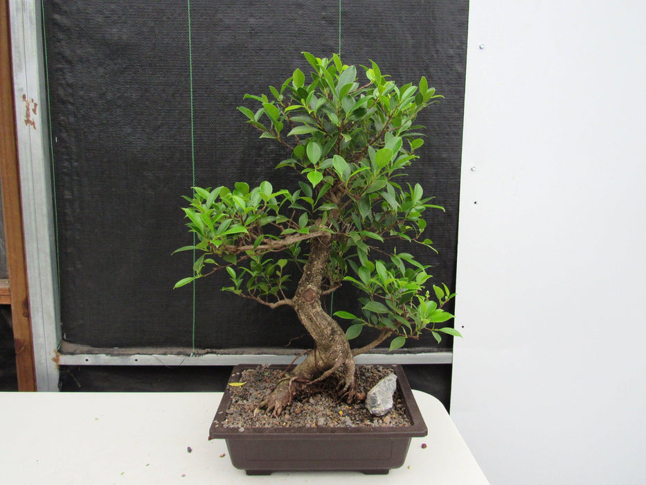 informal upright bonsai tree 43 Year Ficus Retusa Specimen Informal Upright Bonsai Tree
