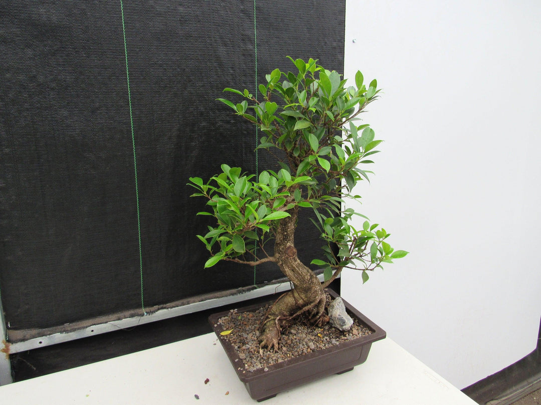 43 Year Ficus Retusa Specimen Informal Upright Bonsai Tree Stronger Side