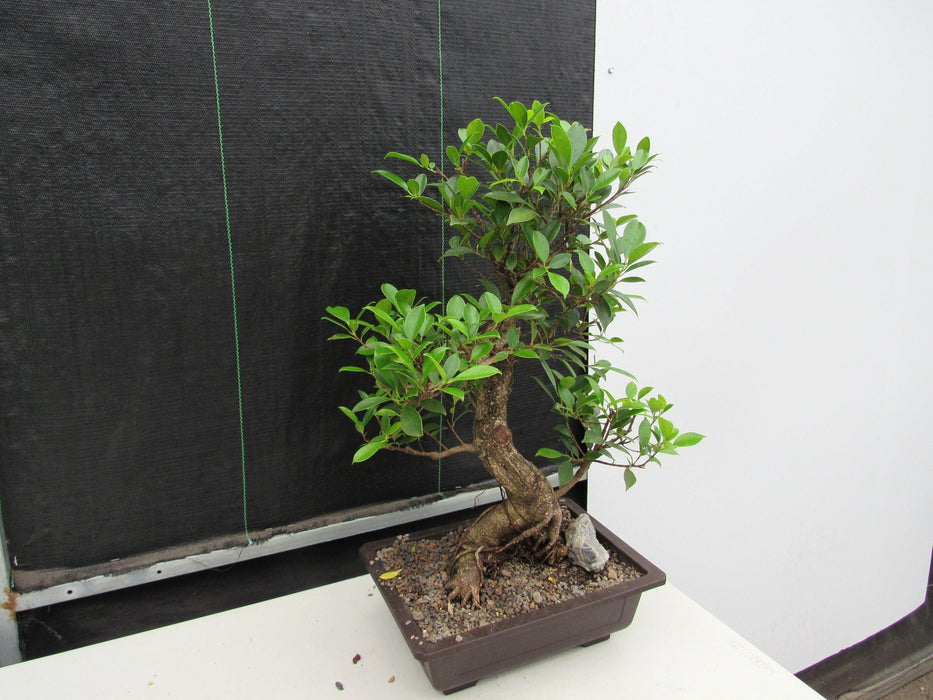 43 Year Ficus Retusa Specimen Informal Upright Bonsai Tree Stronger Side