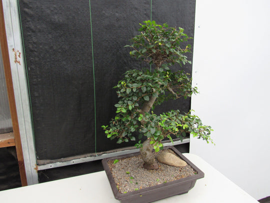 bonsai tree trunk soft 43 Year Old Chinese Elm Specimen Bonsai Tree