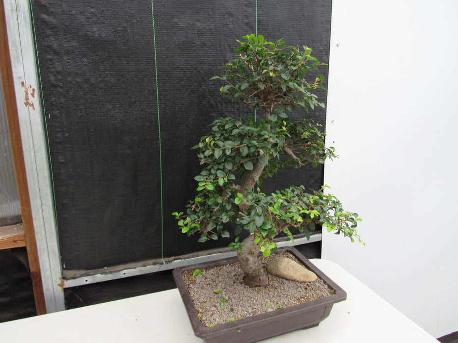 43 Year Old Chinese Elm Specimen Bonsai Tree - Curved Trunk Style Soft Side