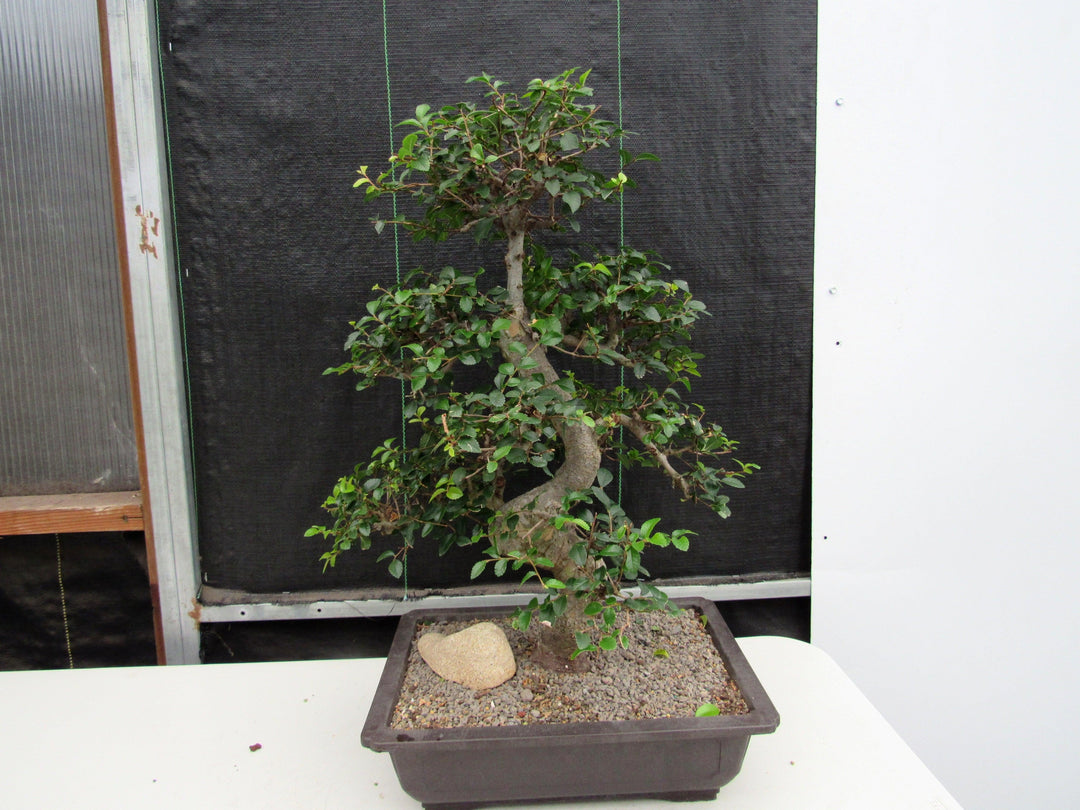 43 Year Old Chinese Elm Specimen Bonsai Tree - Curved Trunk Style Back