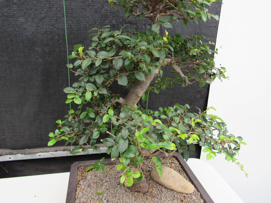 43 Year Old Chinese Elm Specimen Bonsai Tree - Curved Trunk Style Branch Structure