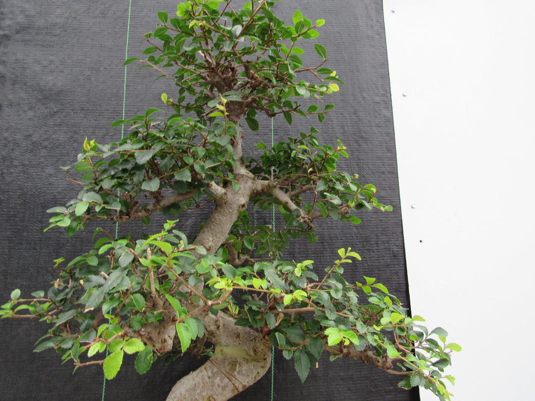 43 Year Old Chinese Elm Specimen Bonsai Tree - Curved Trunk Style Upwards