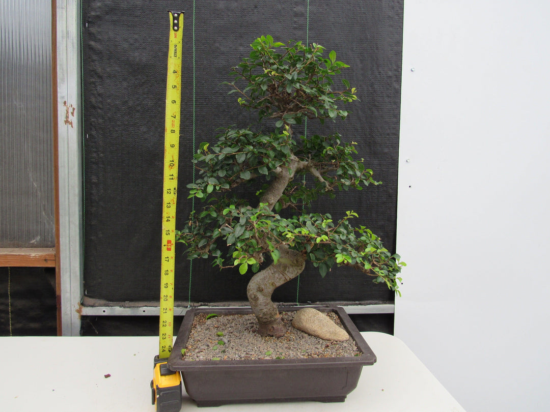 43 Year Old Chinese Elm Specimen Bonsai Tree - Curved Trunk Style Size